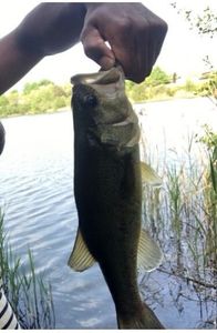 Largemouth Bass