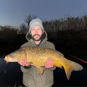 Common Carp