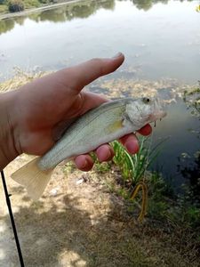 Largemouth Bass
