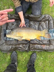 Mirror Carp
