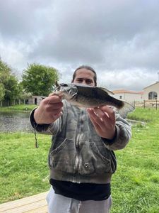 Largemouth Bass