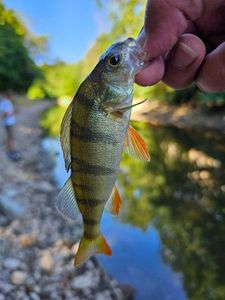 European Perch