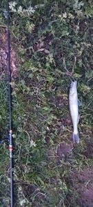 Zander