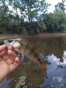 European Perch