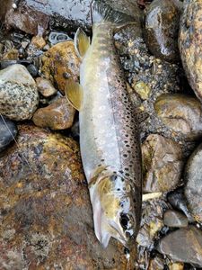Brown Trout