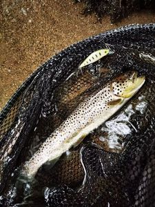 Brown Trout