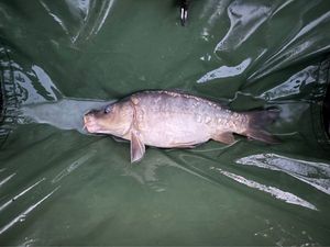 Mirror Carp