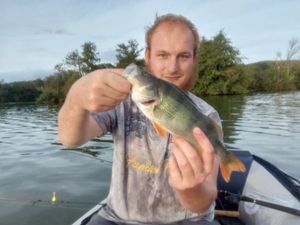 European Perch