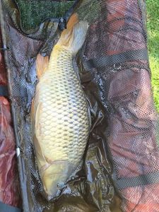 Common Carp