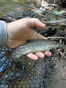 Brown Trout