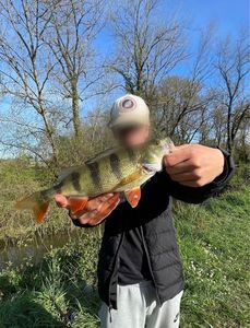 European Perch