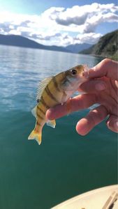 European Perch