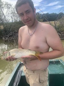 Common Carp