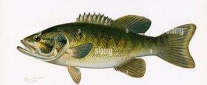 Largemouth Bass