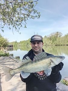 Zander