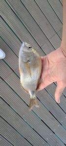 White Seabream