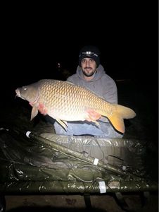 Common Carp