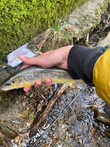 Brown Trout