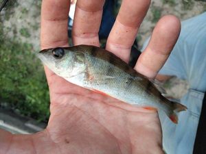 European Perch