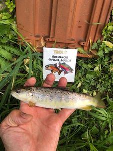 Brown Trout