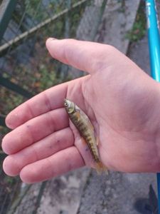Common Minnow