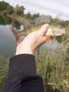 European Perch