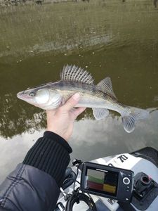 Zander
