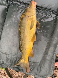 Mirror Carp