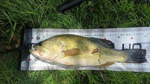 Largemouth Bass