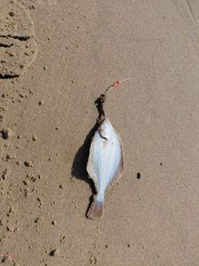 European Flounder