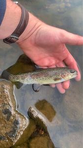 Rainbow Trout