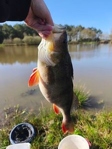 European Perch