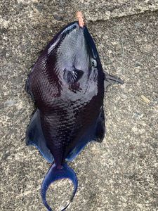 Redtoothed Triggerfish