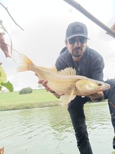 Zander