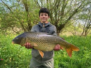 Common Carp
