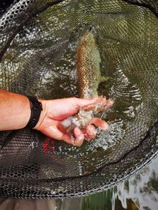 Brown Trout