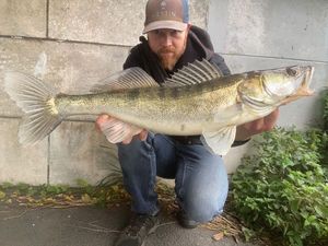 Zander