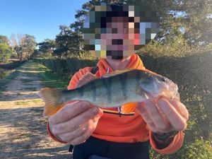 European Perch