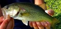 Largemouth Bass