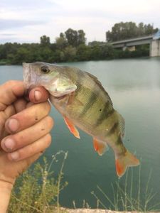 European Perch