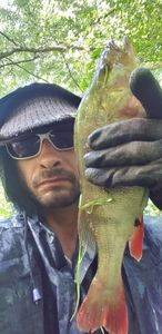 European Perch