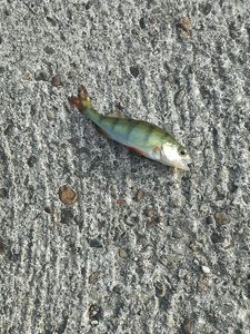 European Perch