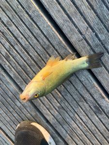 Tench