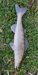 Zander