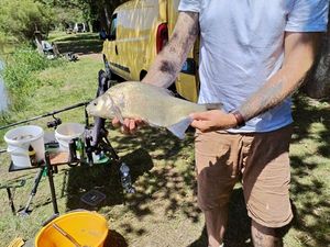 Common Bream