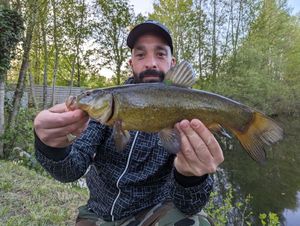 Tench