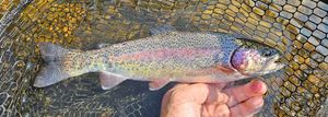 Rainbow Trout