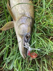 Northern Pike