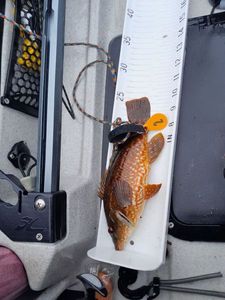 Ballan Wrasse