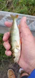 European Perch